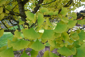 Ginkgo (Ginkgo biloba) is one of the oldest living tree species. Most ginkgo products are made with extract prepared from its fan-shaped leaves.