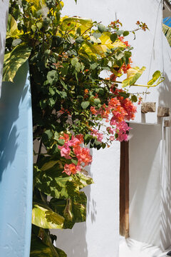 flowering bush on a summer day