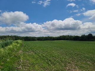 field and blue sky