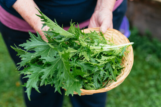 Fresh mizuna lettuce