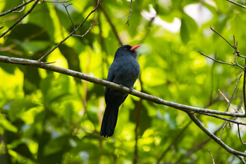 Black fronted nunbird, on the amazon forest 