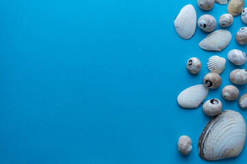 Flat lay composition sea seashells on a blue background. space for text