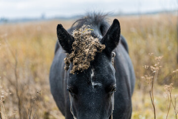 Portrait of a Black Horse