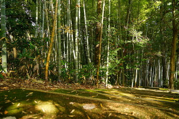 Fototapeta premium 石川県和倉青林寺裏にある和みの丘公園の竹林遊歩道