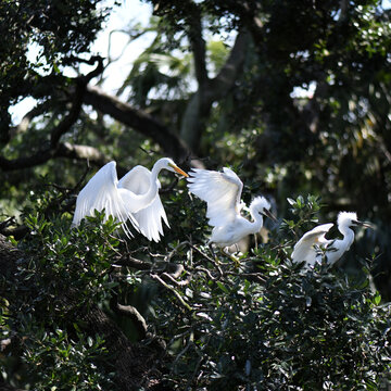 Egret Family In Their Nest