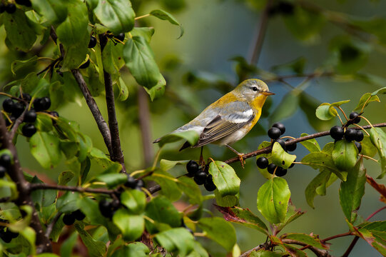 Northern Parula (Setophaga americana), a small warbler, in its fall and winter foliage as it proceeds South on its annual migration.