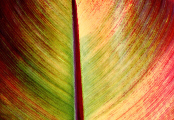 Banana leaf in autumn colors