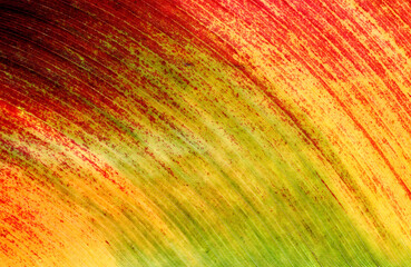 Banana autumn leaf detail