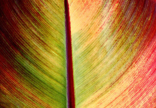 Banana leaf in autumn colors