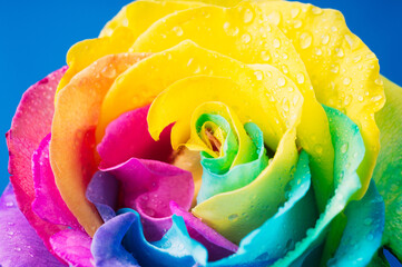 Fototapeta na wymiar rainbow rose with colorful petals, macro for background