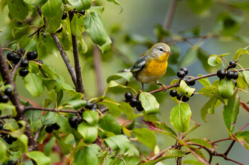 Northern Parula (Setophaga americana), a small warbler, in its fall and winter foliage as it proceeds South on its annual migration.