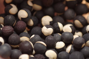 フウセンカズラの種子