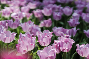Silky Purple Tulips Field