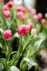 Pink Red Tulips Field