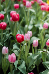 Pink Red Tulips Field