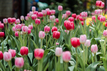 Pink Red Tulips Field