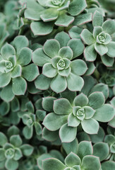 Succulent Green Close Up Background