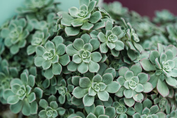 Succulent Green Close Up Background