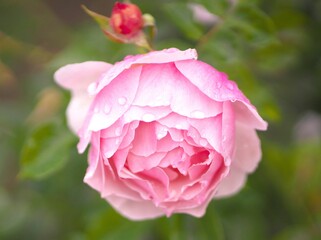 満開に咲き誇るバラ園