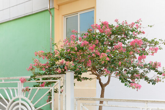 
Flowering tree in front of a pastel colored building.
