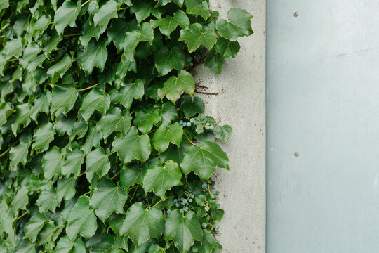 Green Vines And Iron Gates.