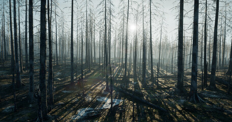 Forest fire in the morning. Panorama