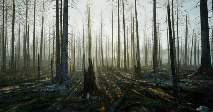 Calm morning in the forest after fire