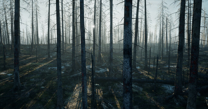 Forest fire in the morning. Panorama