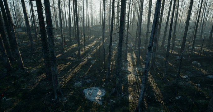 Forest fire in the morning. Panorama
