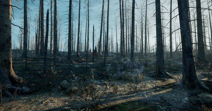 Calm morning in the forest after fire