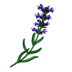 drawing plant of hyssop, Hyssopus officinalis, wild herb isolated at white background, hand drawn illustration