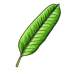 Fototapeta premium drawing leaf of banana isolated at white background, hand drawn illustration