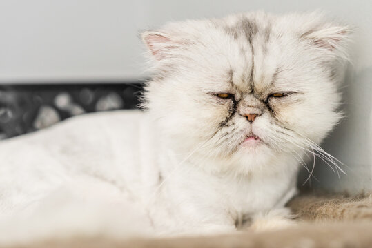 Grumpy Faced Cat