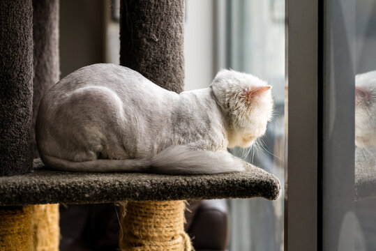cat looking out window
