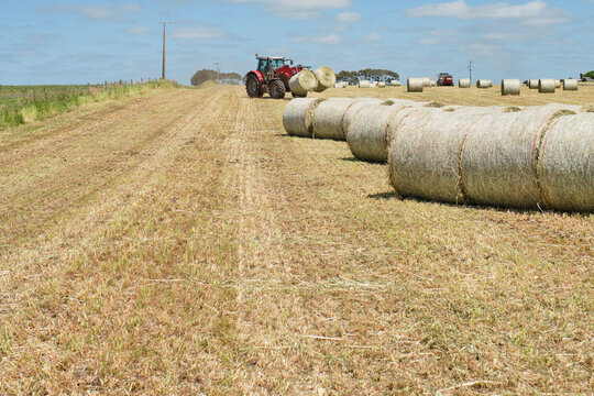 Tractor moving hay bales