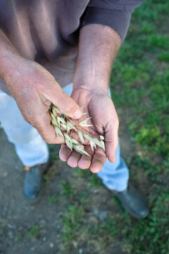 farmer's hands with grass seed crop