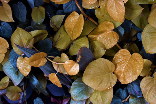 Close Up Of Blue And Yellow  Lace Leaf