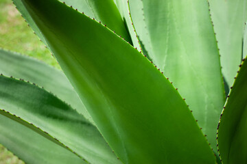 closeup agave cactus, abstract natural pattern background and textures, dark blue toned 