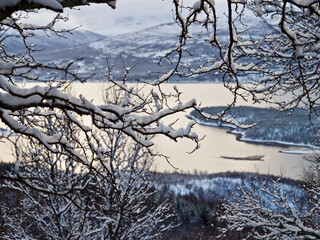 Fragile branches covered in snow high over Norway fjord