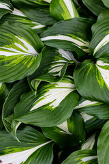 Fototapeta na wymiar Abstract green leaf texture