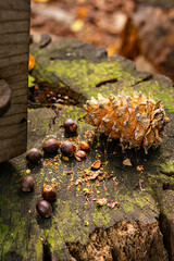 Pine nut and pine coat on stump in forest