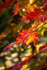 Maple leaves on a tree in autumn time