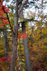 Maple leaves on a tree in autumn time