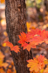 Maple leaves on a tree in autumn time