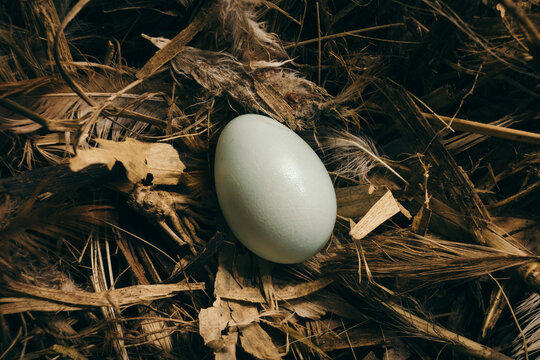 Wild bird nest