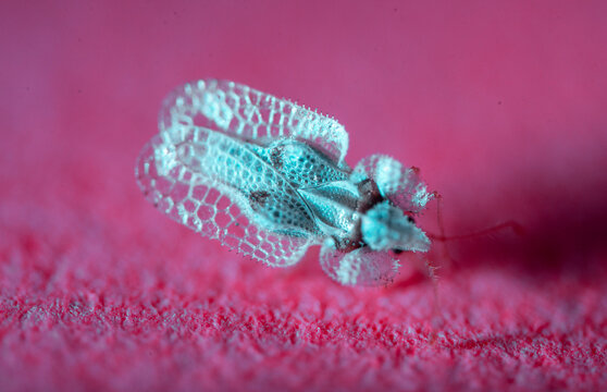 ALIEN BUG