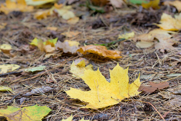 fallen autumn yellow maple leaf on ground