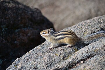 chipmunk