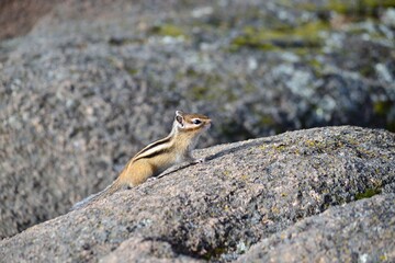 chipmunk