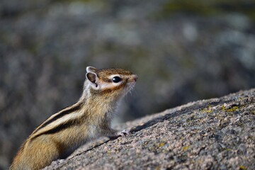 chipmunk